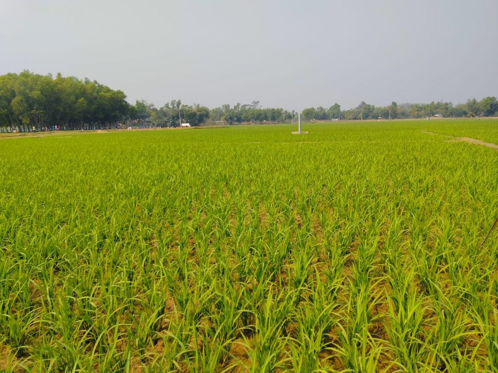 22. Latest growth of the paddy 4