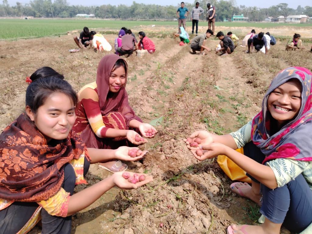 WHED Update; harvesting potatoes