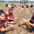 WHED Update; harvesting potatoes