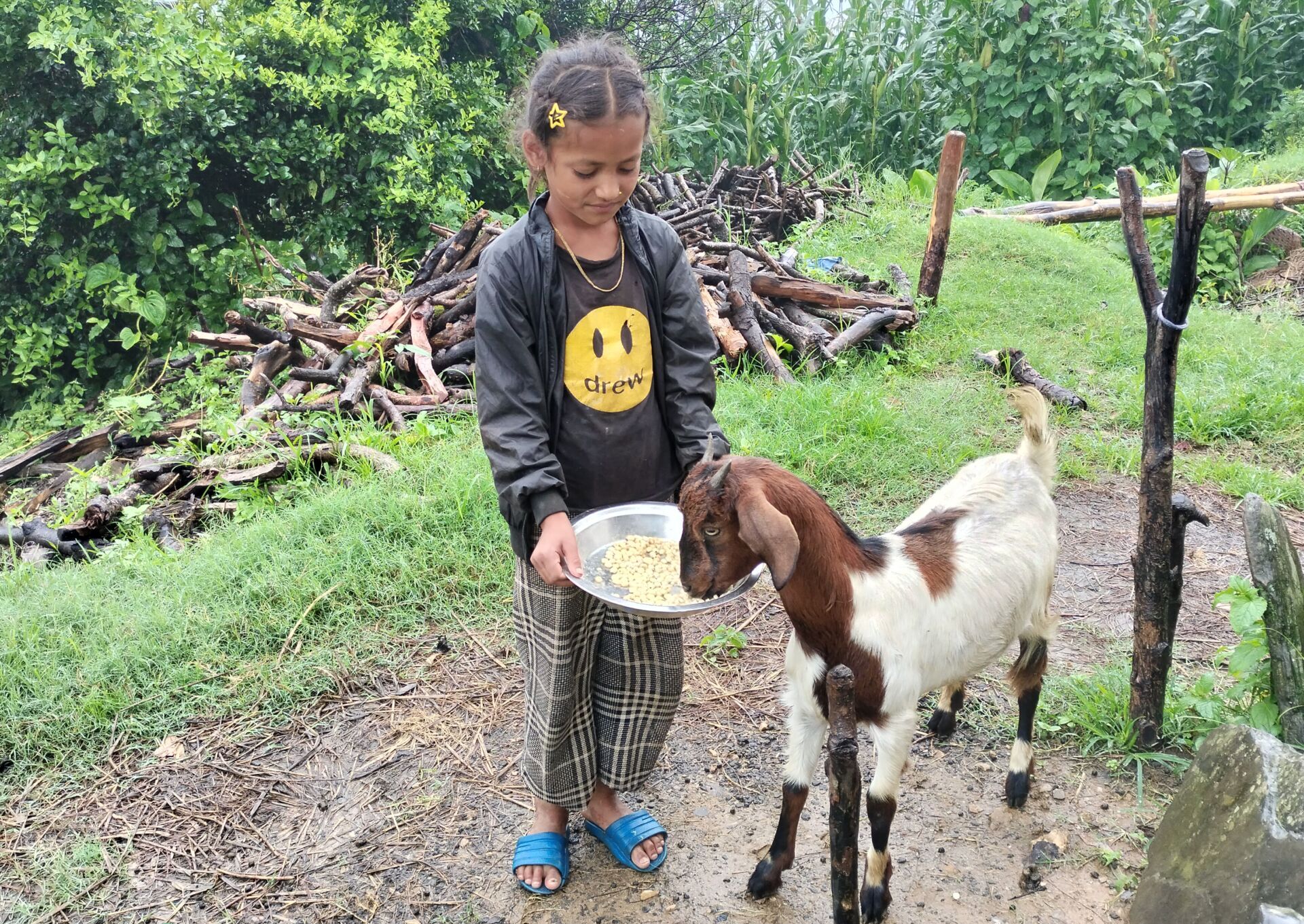 Bimala and her goat keep Bimala in school