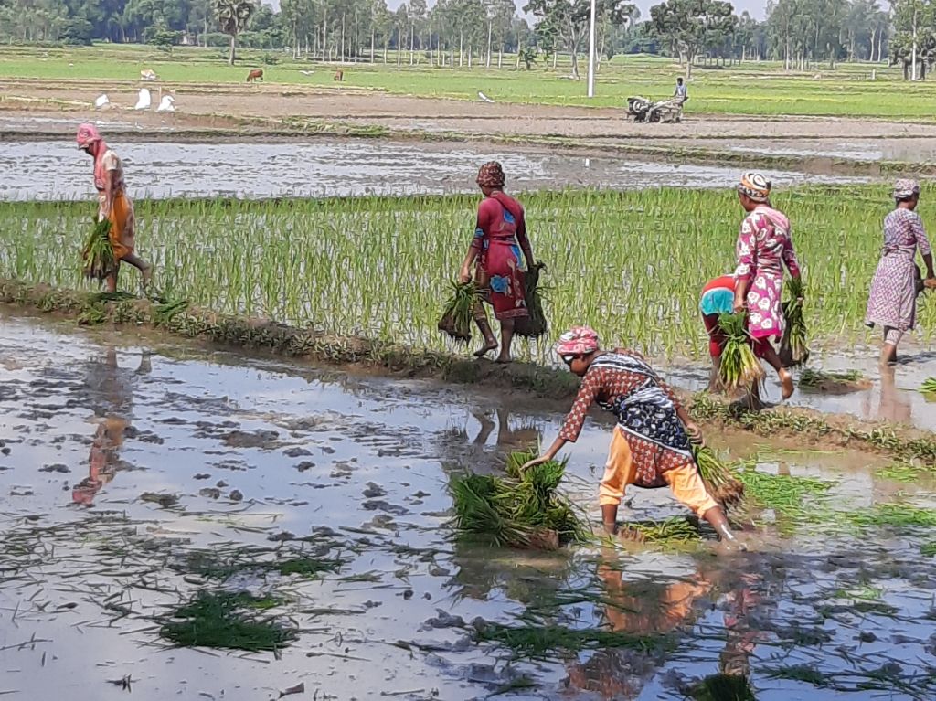 SAMS Teachers plant paddy 6