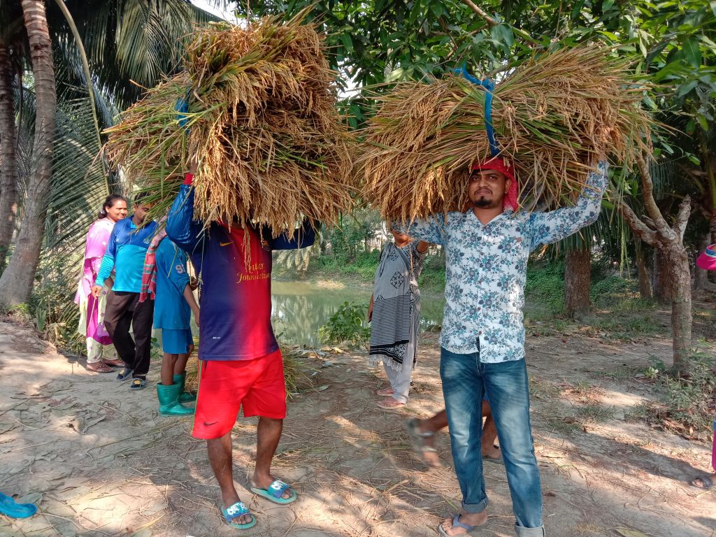 The KMMS Boarding School Harvests Paddy 3